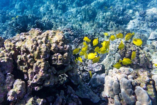 Guided Outrigger Canoe Tour in Kealakekua Bay - The return ride and the small touches