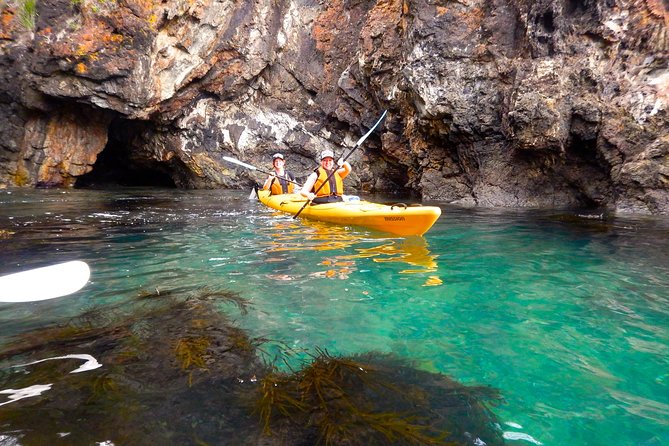 Half Day Sea Kayak Tour from Batemans Bay with Morning Tea - Wildlife watching from kayak level