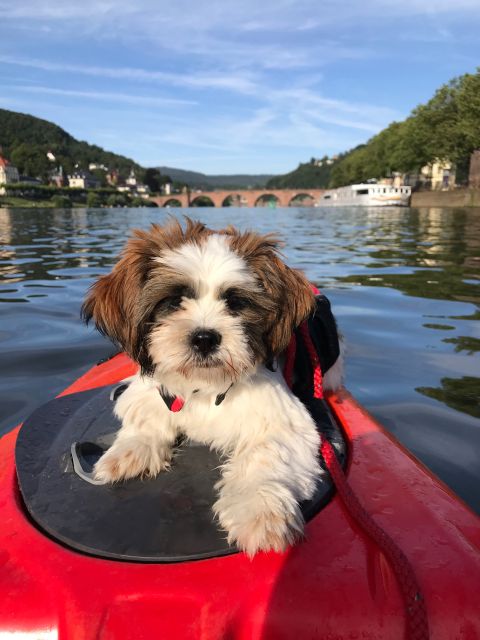 Heidelberg: 2-Hour Kayak Tour - Who should book, and who should skip it