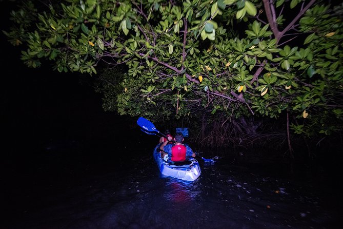 Hike El Yunque Rainforest and Kayak Bio Bay Combo Tour - The rainforest’s rewards and limits