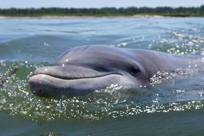 Hilton Head Guided Kayak Eco Tour - The paddle clinic makes a difference