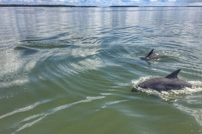 Hilton Head Guided Kayak Eco Tour - A moderate workout with a relaxed pace