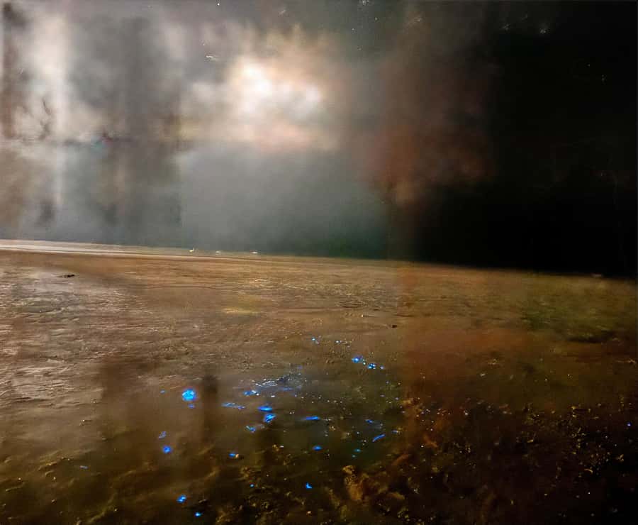 Holbox: Bioluminescence by Kayak and Stargazing. - Who Should Book This Kayak Experience?