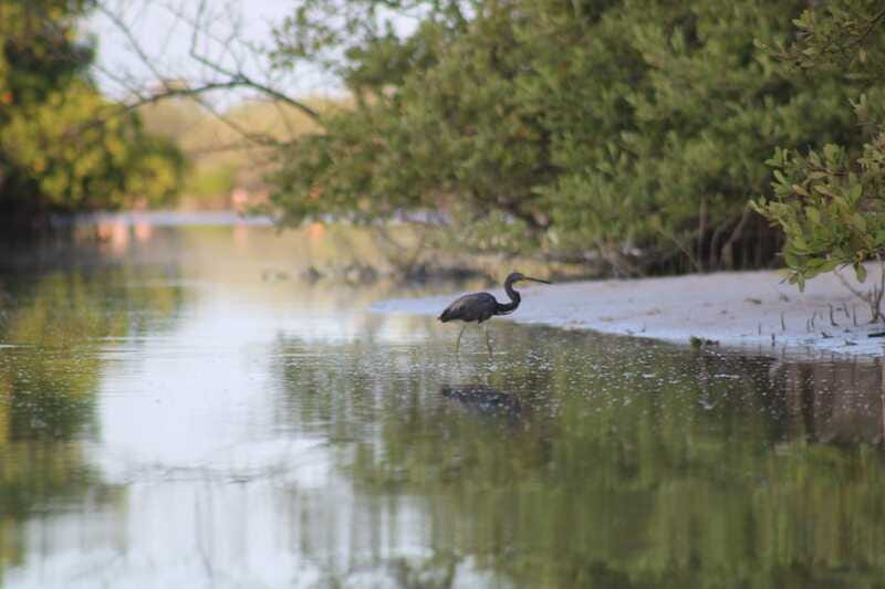 Holbox: Guided Sunrise/Sunset Kayak Tour by Mangrove Reserve - Quiet paddling through mangrove channels