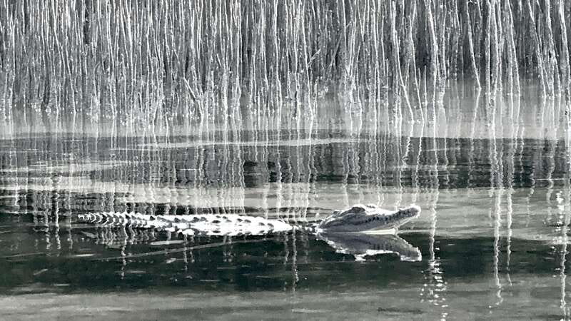 Holbox: Mangrove Sunset Kayak Tour - A snack stop in the mangroves