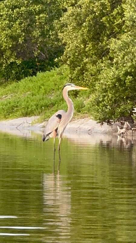 Holbox: Mangrove Sunset Kayak Tour - What the $55 price includes