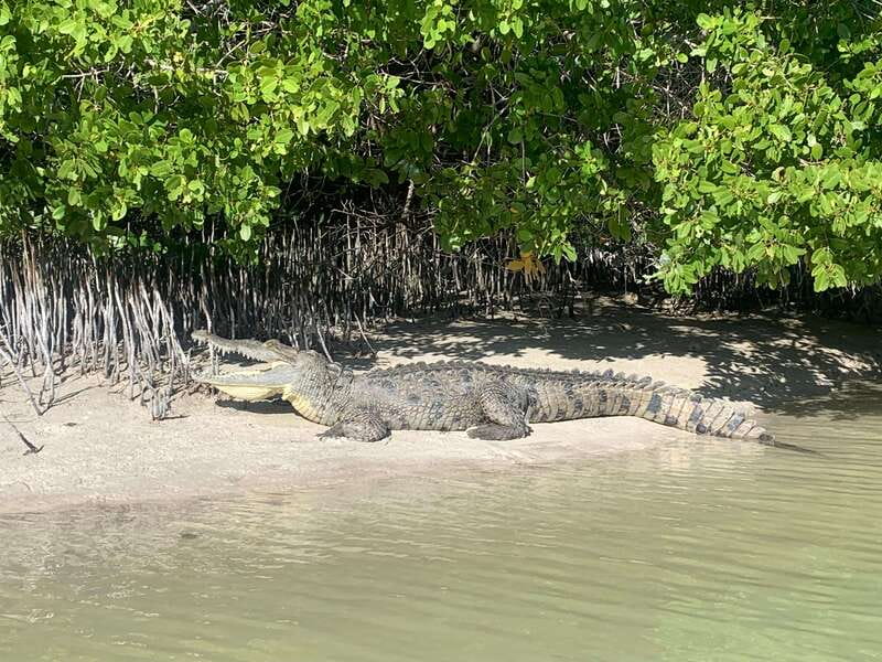 Holbox: Mangrove Sunset Kayak Tour - Who should book this Holbox kayak tour?