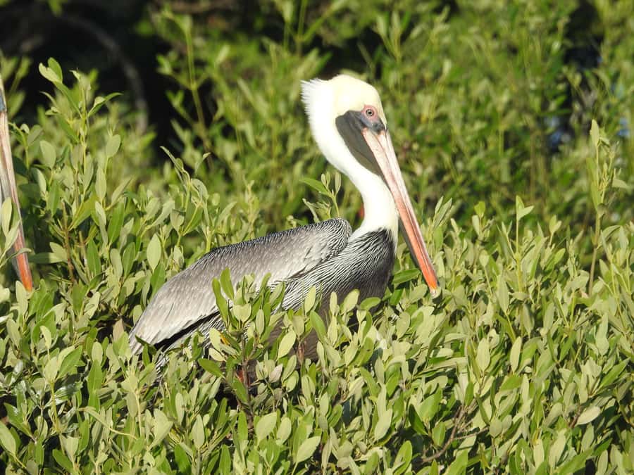 Holbox: Sunrise Kayak Tour through the Mangroves - Key points to know before you book