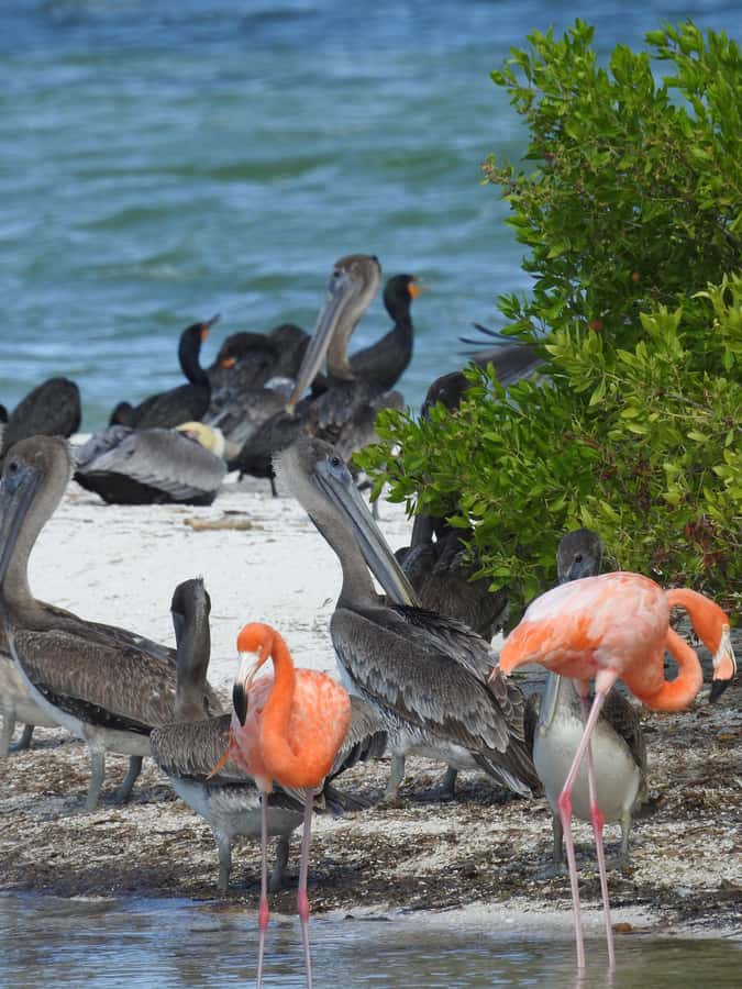 Holbox: Sunrise Kayak Tour through the Mangroves - The short return and the value of the timing