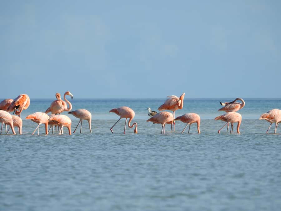Holbox: Sunrise Kayak Tour through the Mangroves - What cenote Yalahau adds to the package