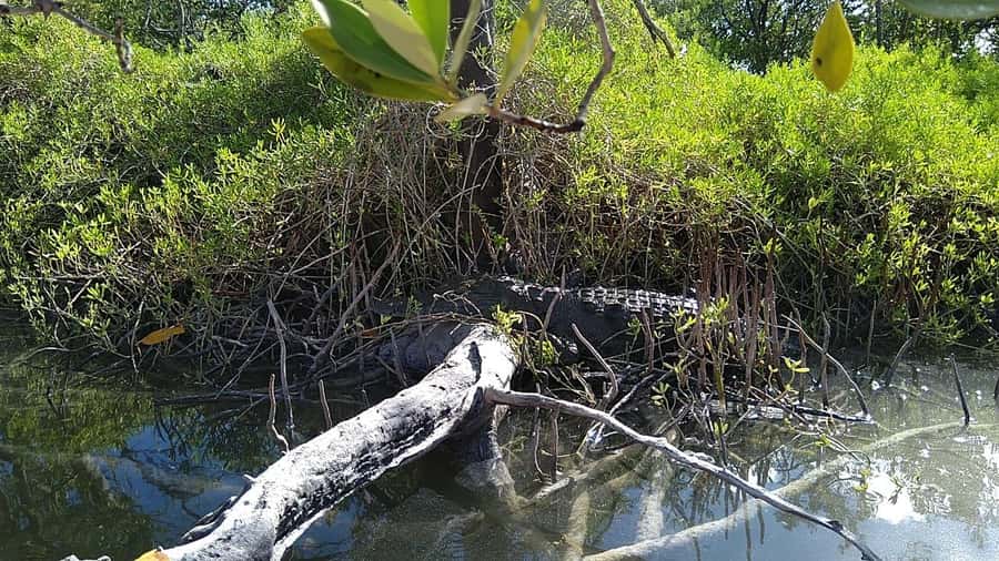 Holbox: Sunrise Kayak Tour through the Mangroves - What the $58 price really covers