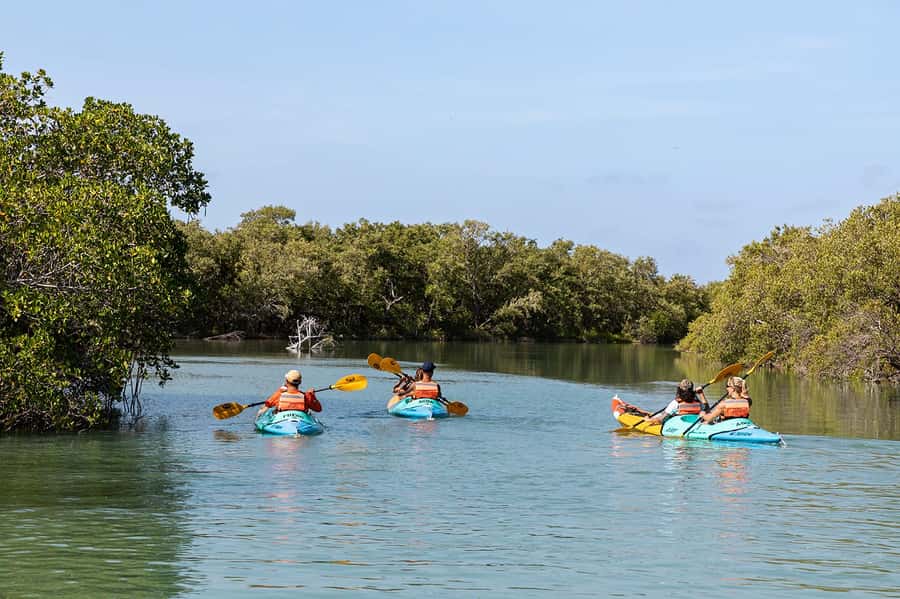 Holbox: Sunrise Kayak Tour through the Mangroves - Who will enjoy this kayak tour most