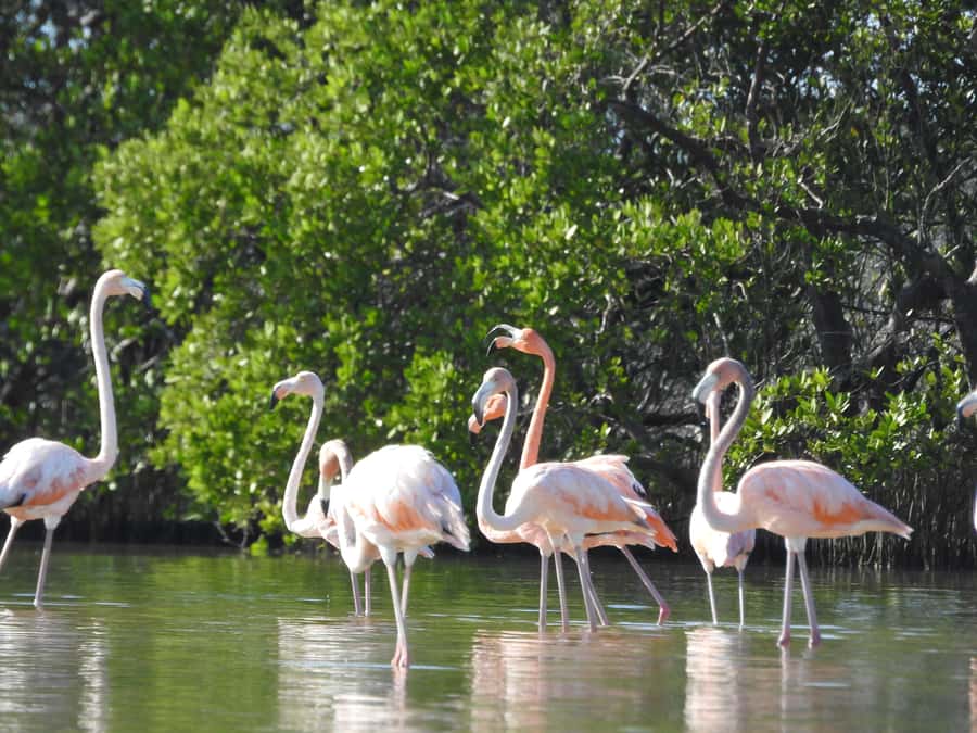 Holbox: Sunrise Kayak Tour through the Mangroves - Should you book the Holbox sunrise kayak tour?