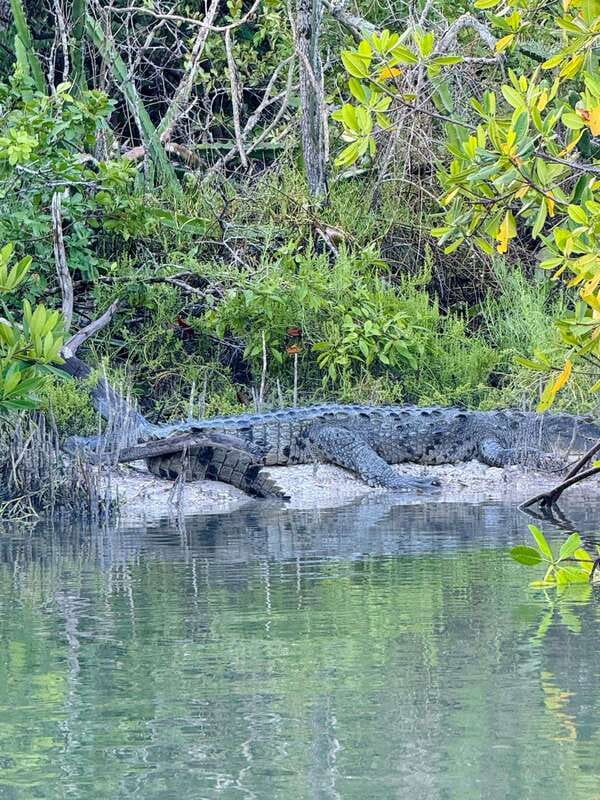 Holbox: Sunrise & Mangrove Kayak Tour - Key things to know before you paddle