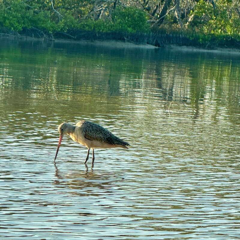 Holbox: Sunrise & Mangrove Kayak Tour - Should you book the sunrise mangrove kayak tour?
