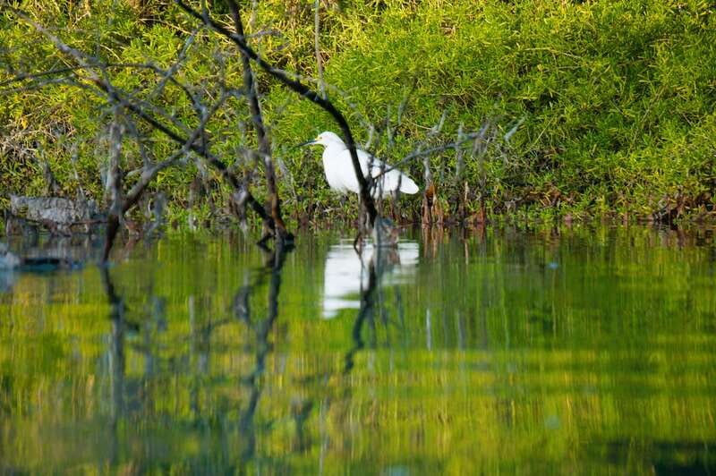 Holbox: Sunrise & Mangrove Kayak Tour - What the $49 price really covers
