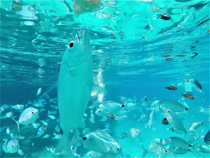 Ibiza: Snorkeling and SUP Paddle, Beach and Cave Tour - Key points to know before you book