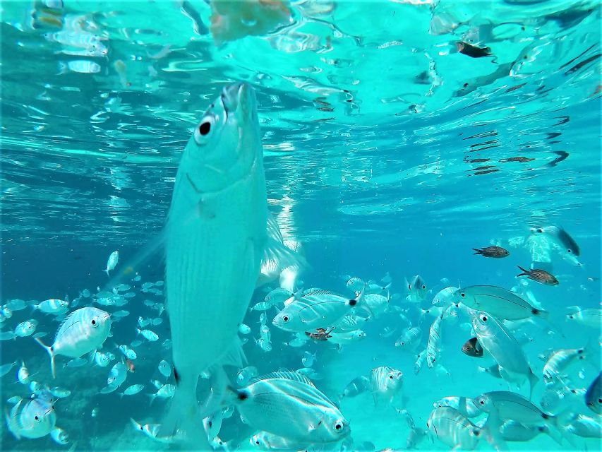 Ibiza: Snorkeling and SUP Paddle, Beach and Cave Tour - The sea cave, if the water allows it