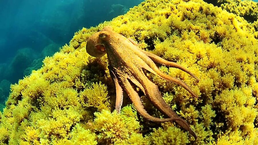 Ibiza: Snorkeling and SUP Paddle, Beach and Cave Tour - Cala Bassa: rocks, sand, and small sea life