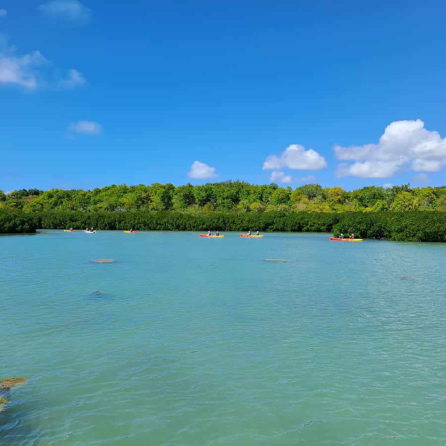 Ile d Ambre Kayaking - Paddling Through Ile d’Ambre’s Mangroves
