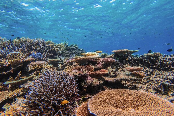 Iriomote Island 1-Day Snorkeling & Mangrove SUP or Canoe - Snorkeling near Barasu Island
