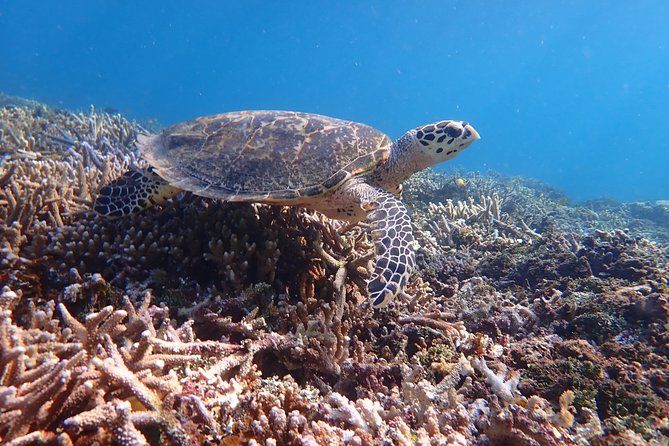Iriomote Island 1-Day Snorkeling & Mangrove SUP or Canoe - Equipment, clothing, and comfort