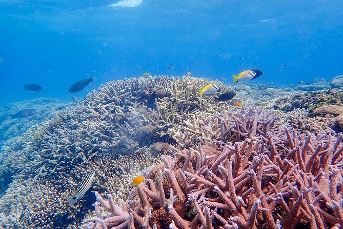 Iriomote Island 1-Day Snorkeling & Mangrove SUP or Canoe - The guide support is a major strength