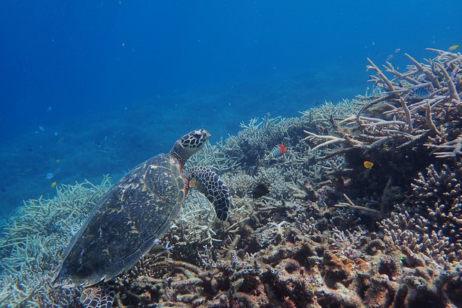 Iriomote Island 1-Day Snorkeling & Mangrove SUP or Canoe - Starting at Uehara Port at 9:00 AM