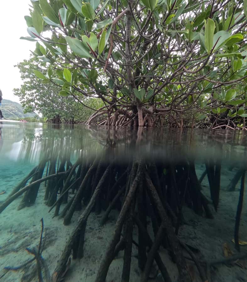 Iriomote island: Mangrove River SUP or Canoe Cruising Tour - Is $50 a fair price?