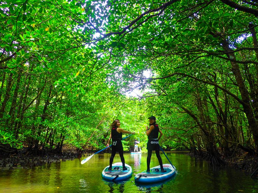 Iriomote Island: SUP or Canoeing and Canyoning Tour - Who should book this Iriomote adventure