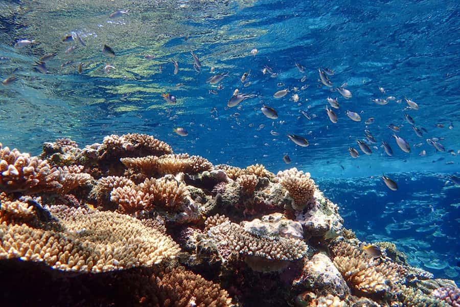 Ishigaki Island: SUP or Canoeing and Snorkeling at Blue Cave - What the guides add to the day