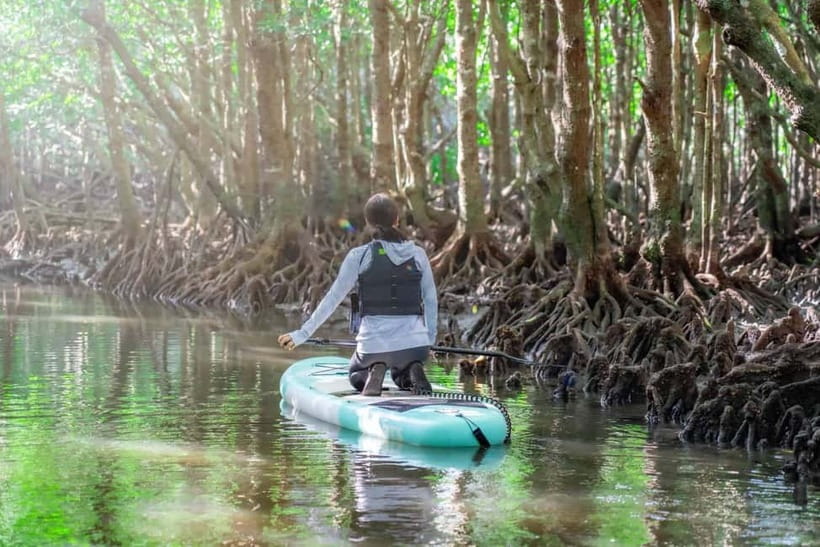 Ishigaki:Mangrove&Sea SUP/Kayak Tour with SLR&Drone footage - Why the small group matters