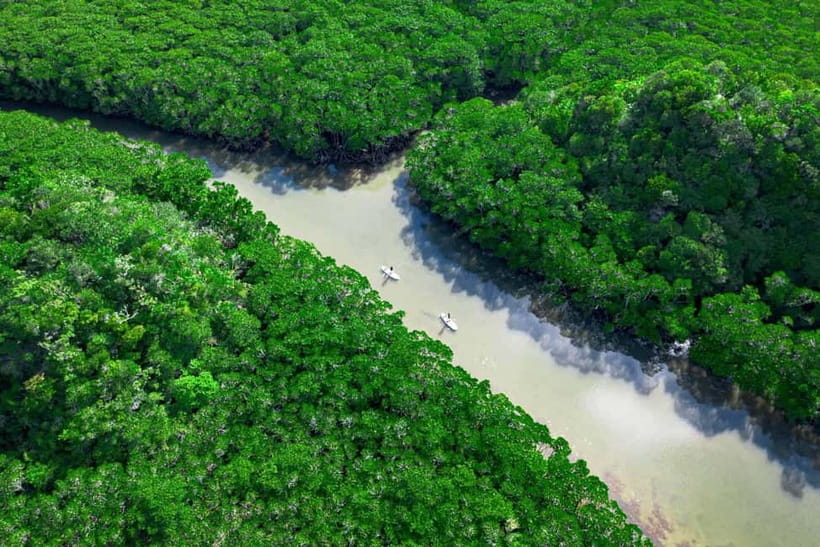 Ishigaki:Mangrove&Sea SUP/Kayak Tour with SLR&Drone footage - Paddling through the Fukidogawa mangroves