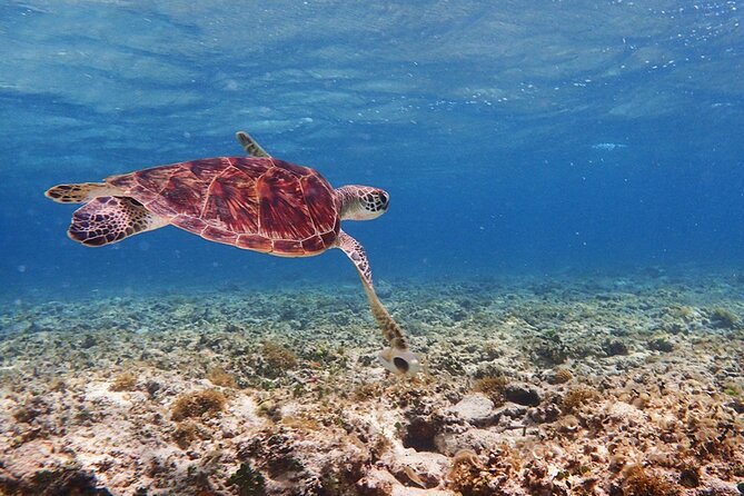 [Ishigaki]Mangrove SUP/Canoe + Blue Cave Snorkeling - Two Ishigaki ecosystems in one morning