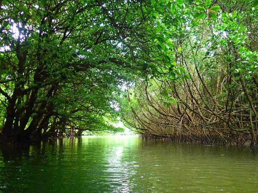 Ishigaki: Mangrove SUP or Canoe & Phantom Island Snorkeling - Two Ishigaki worlds in one day