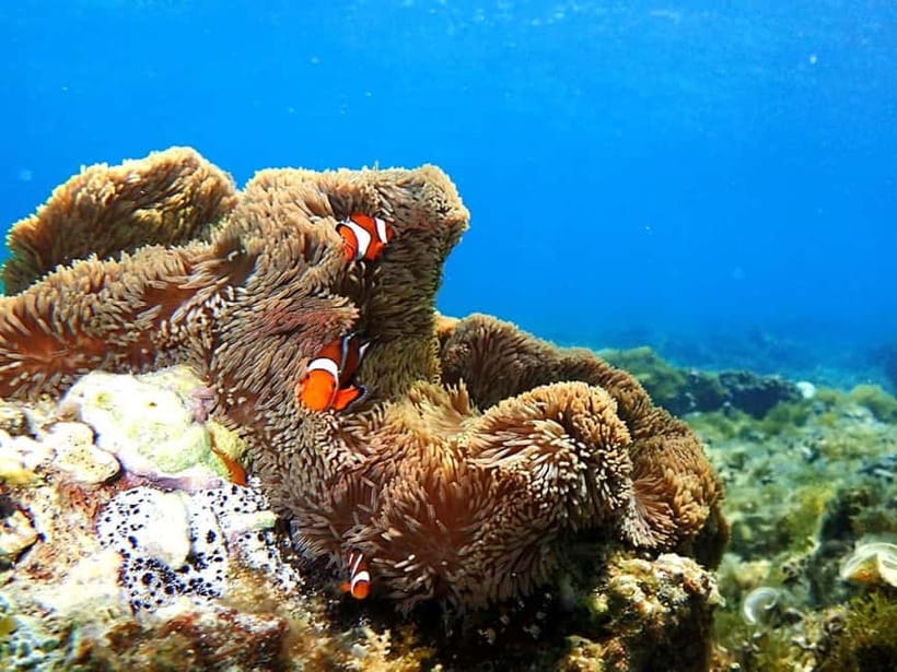 Ishigaki: Mangrove SUP or Canoe & Phantom Island Snorkeling - FAQ