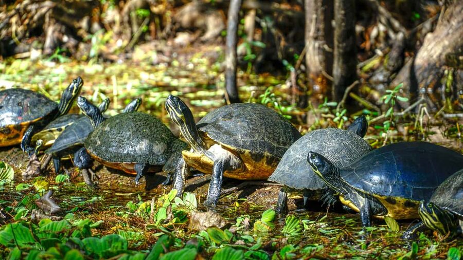 Jupiter: Wild and Scenic Loxahatchee River Kayak Tour - What the small-group format adds