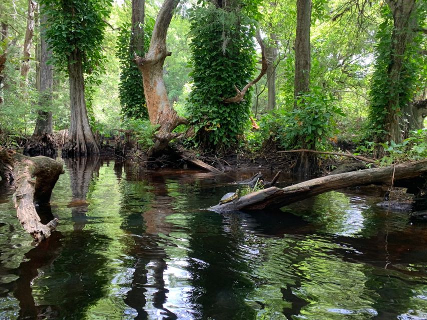 Jupiter: Wild and Scenic Loxahatchee River Kayak Tour - Should you book the Loxahatchee kayak tour?