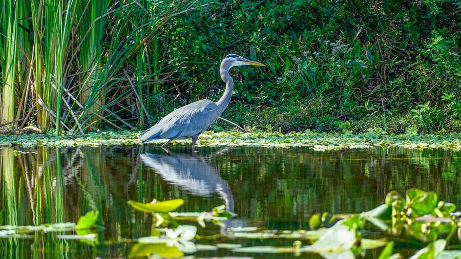 Jupiter: Wild and Scenic Loxahatchee River Kayak Tour - FAQ