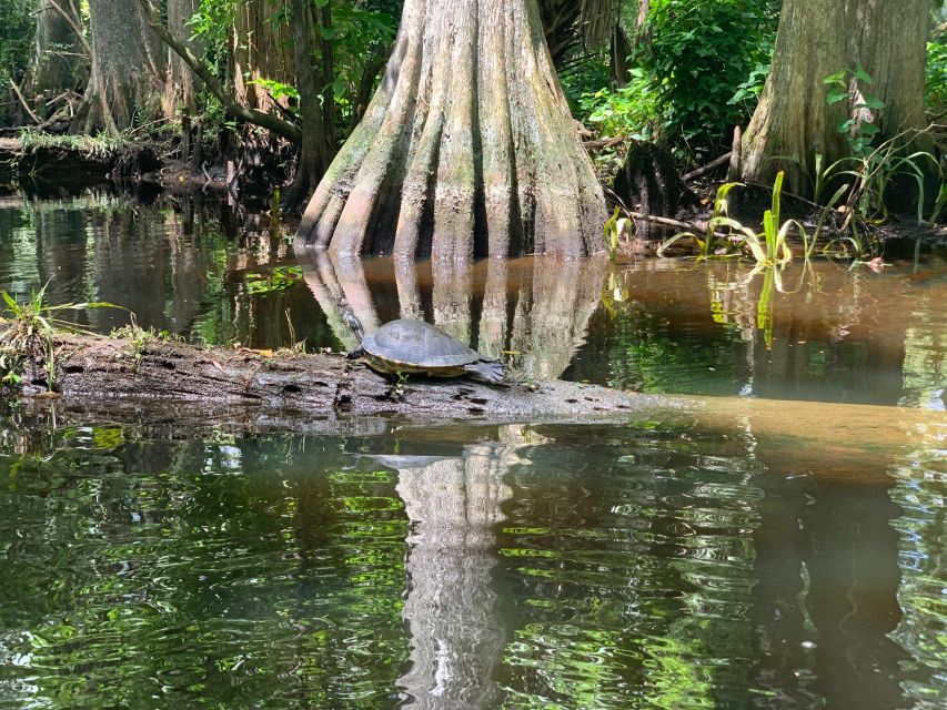 Jupiter: Wild and Scenic Loxahatchee River Kayak Tour - Wildlife watching on the upper river