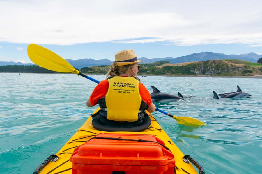 Kaikoura: Half-Day Wildlife Kayaking Tour - Key points at a glance