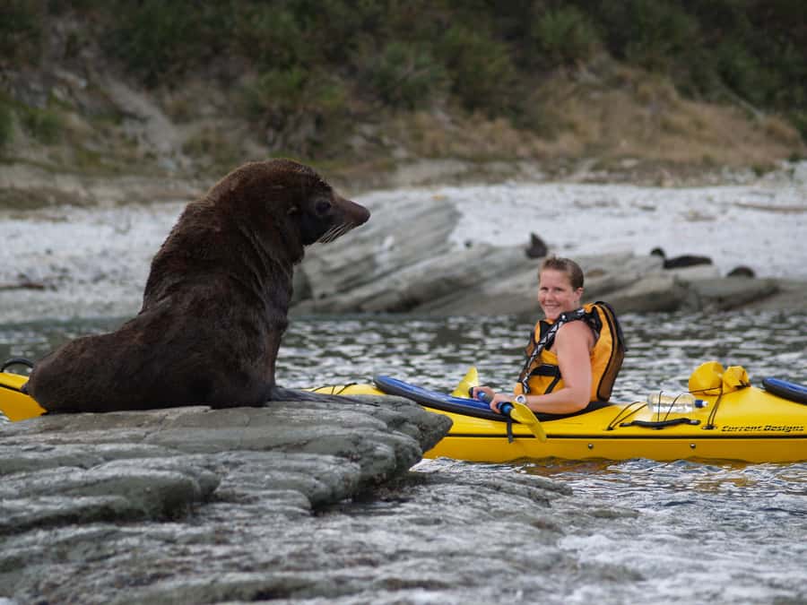 Kaikoura: Half-Day Wildlife Kayaking Tour - Why a kayak suits Kaikoura’s wildlife