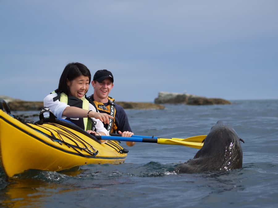 Kaikoura: Half-Day Wildlife Kayaking Tour - The first paddle along the Kaikoura coast