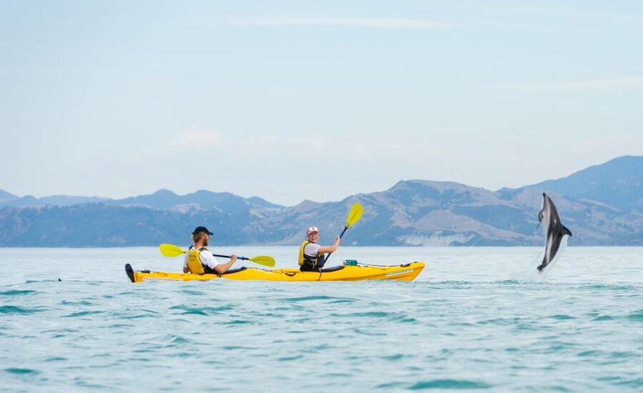 Kaikoura: Half-Day Wildlife Kayaking Tour - Meeting the fur seals