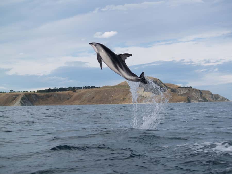 Kaikoura: Half-Day Wildlife Kayaking Tour - The possible bonus animals