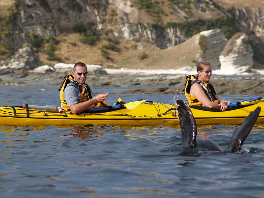 Kaikoura: Half-Day Wildlife Kayaking Tour - What the three hours feel like