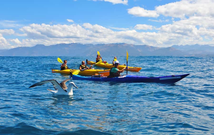 Kaikoura: Half-Day Wildlife Kayaking Tour - Guide quality and group care