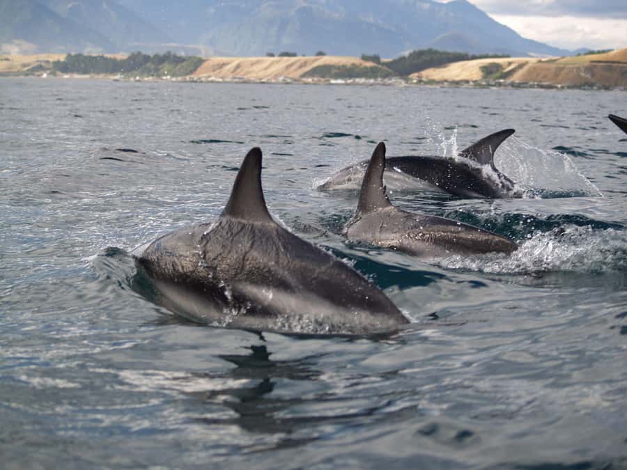 Kaikoura: Half-Day Wildlife Kayaking Tour - Is $95 good value?
