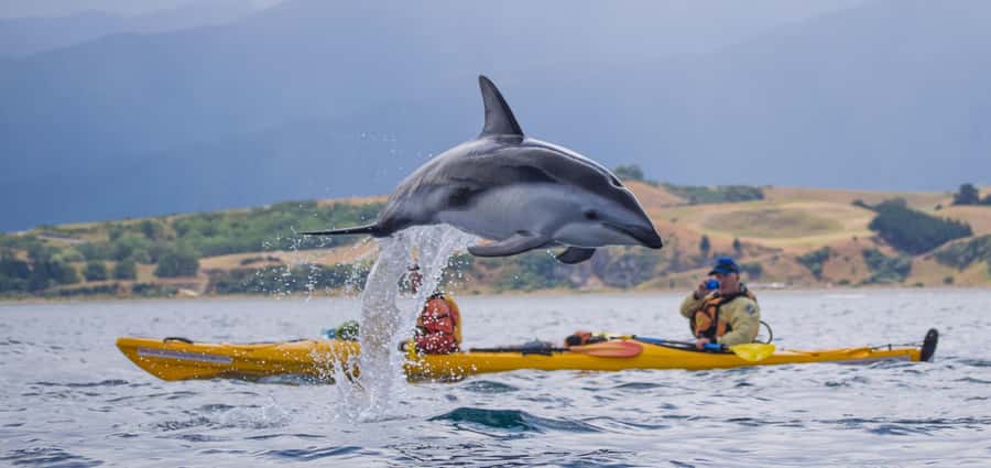 Kaikoura: Half-Day Wildlife Kayaking Tour - Meeting the guides and getting ready