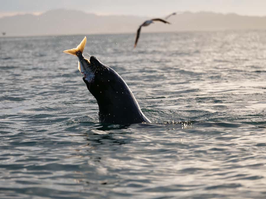 Kaikōura: Kayak Sunset Tour with Seal Sightings - Why this sunset kayak trip feels different